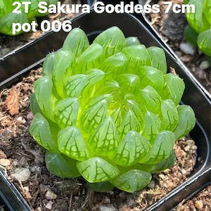 Diosa Sakura Haworthia