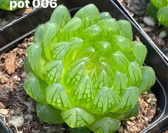 Diosa Sakura Haworthia