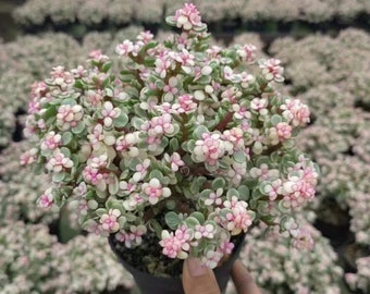 Portulacaria Afra Roze