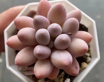 Polpette di riso glutinoso Echeveria