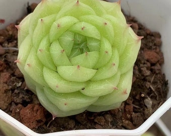 Echeveria Fluorescencia Jenny