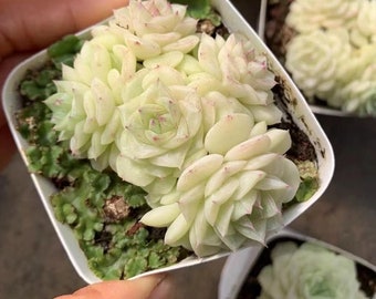 Echeveria White Swan Cluster (n° J 009)