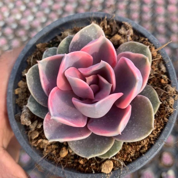 Tête simple arc-en-ciel Echeveria