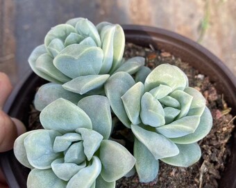 Echeveria Lovely Rose Raindrops Cluster (nuevo)