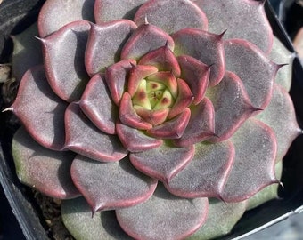 Joyau du Soleil Echeveria