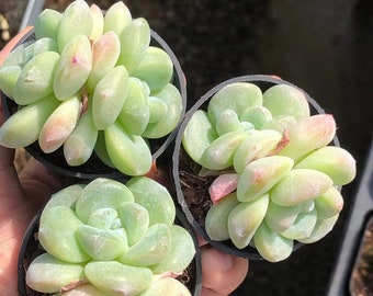 Echeveria Ice Jade Double Têtes