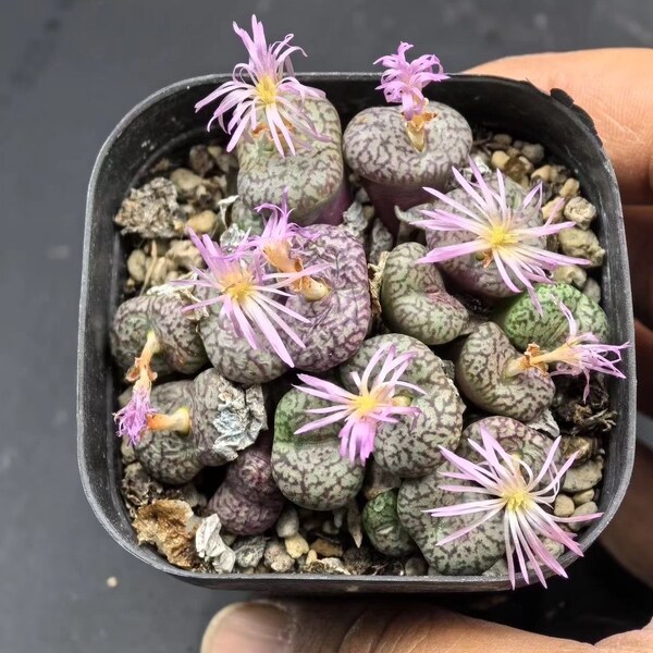 Conophytum minimum wittebergense