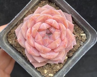 Echeveria Amore Puro