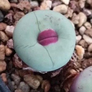 Conophytum Big Lips Two Heads image 1