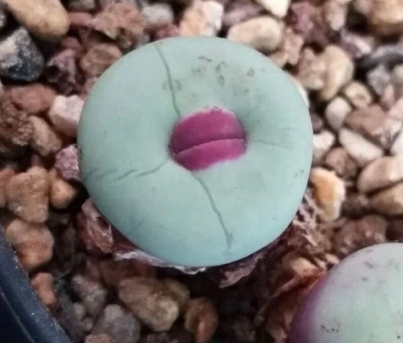 Conophytum Big Lips Two Heads image 1