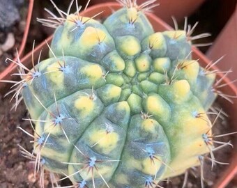 Cactus Gymnocalycium bont