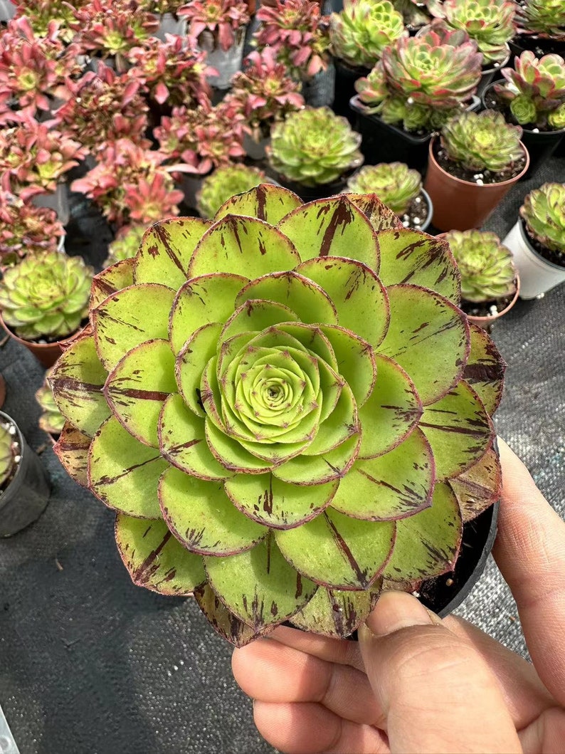 Aeonium Greenovia Phoenix Crown Europe Only image 1