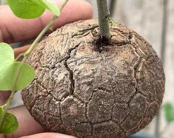 Dioscorea Elephantipes