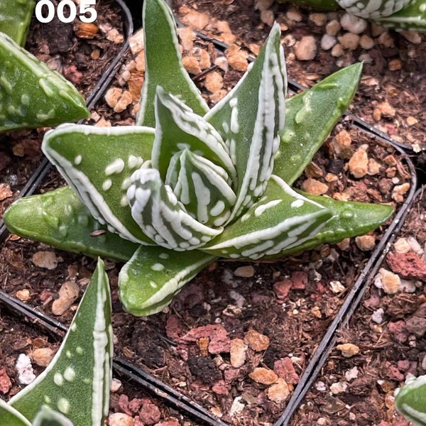 Larmes d'ange Haworthia