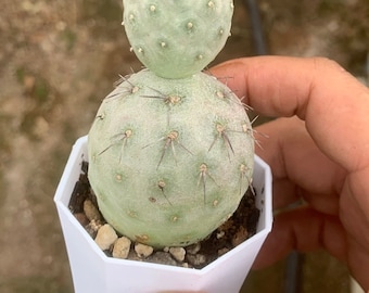 Kaktus Tephrocactus Geometricus