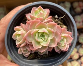 Grappoli di melone Echeveria Hami