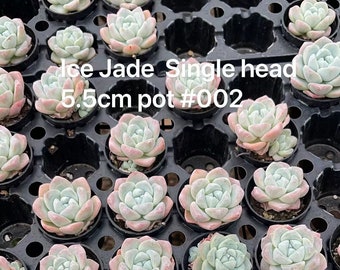 Echeveria Ice Jade Single Head