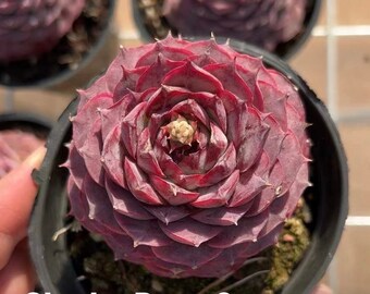 Echeveria Charlotte Rose