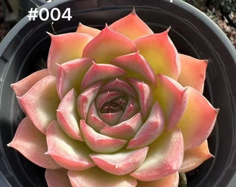 Rose cristal Echeveria