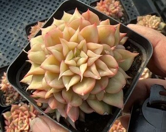 Echeveria Tesla