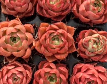 Echeveria Pani Rose