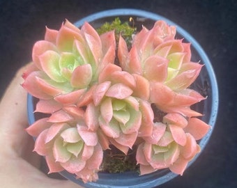 Echeveria Notte oscura Doppia testa