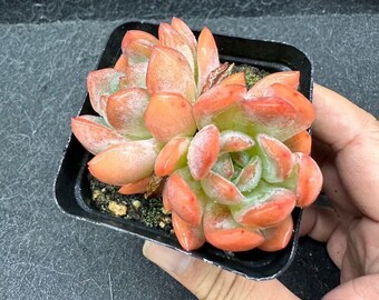 Echeveria All-Star