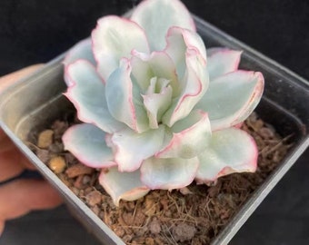 Echeveria 'Berkeley Light' variegata