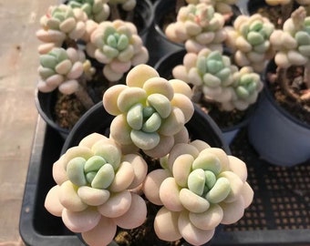 Echeveria flores de cerezo loki