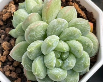 Echeveria Raide Jadeite