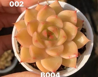 Echeveria Orange Light