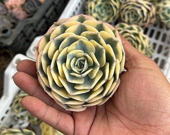 Carrousel Echeveria