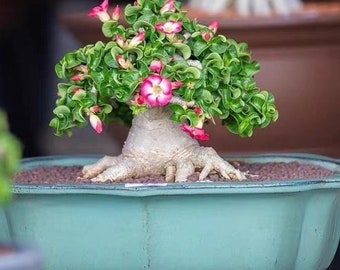 Bloc de plante enracinée de rose et de croissant