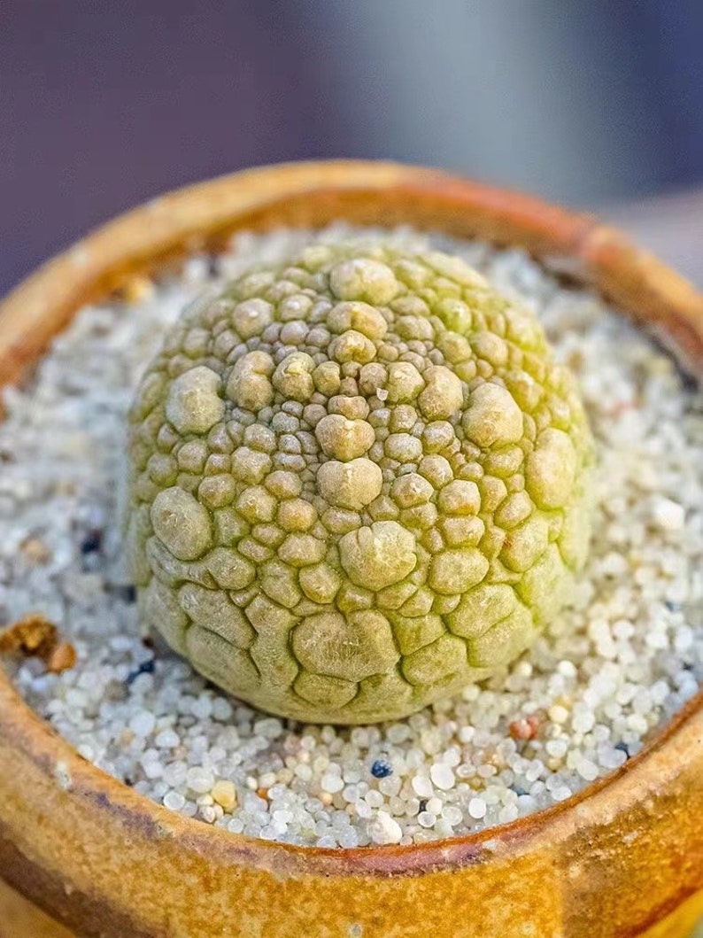 Pseudolithos migiurtinus image 1