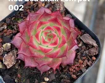 Escargot de mer rouge Echeveria