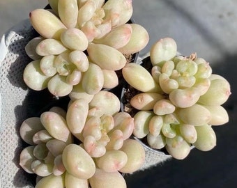 Echeveria Bill Gate