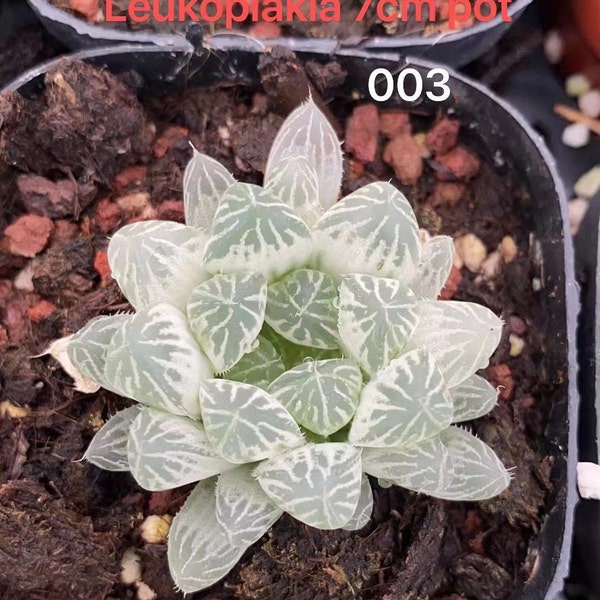 Leucoplasie d'Haworthia