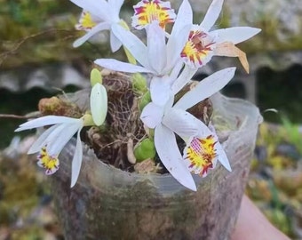 Pleione Maculata Orchid