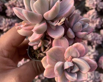 Echeveria Mrs Richard