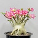 see more listings in the Orchid and Rooted Plants section