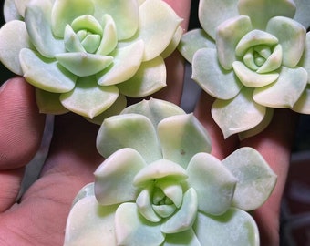 Graptoveria 'Titubans' Witbont Stek