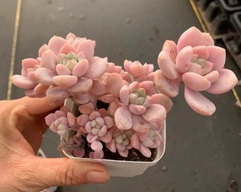 Echeveria parfumée rosée congelée n° J 004