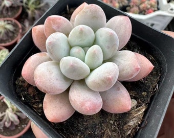 Echeveria Pink Cheese