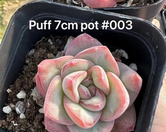 Echeveria Puff