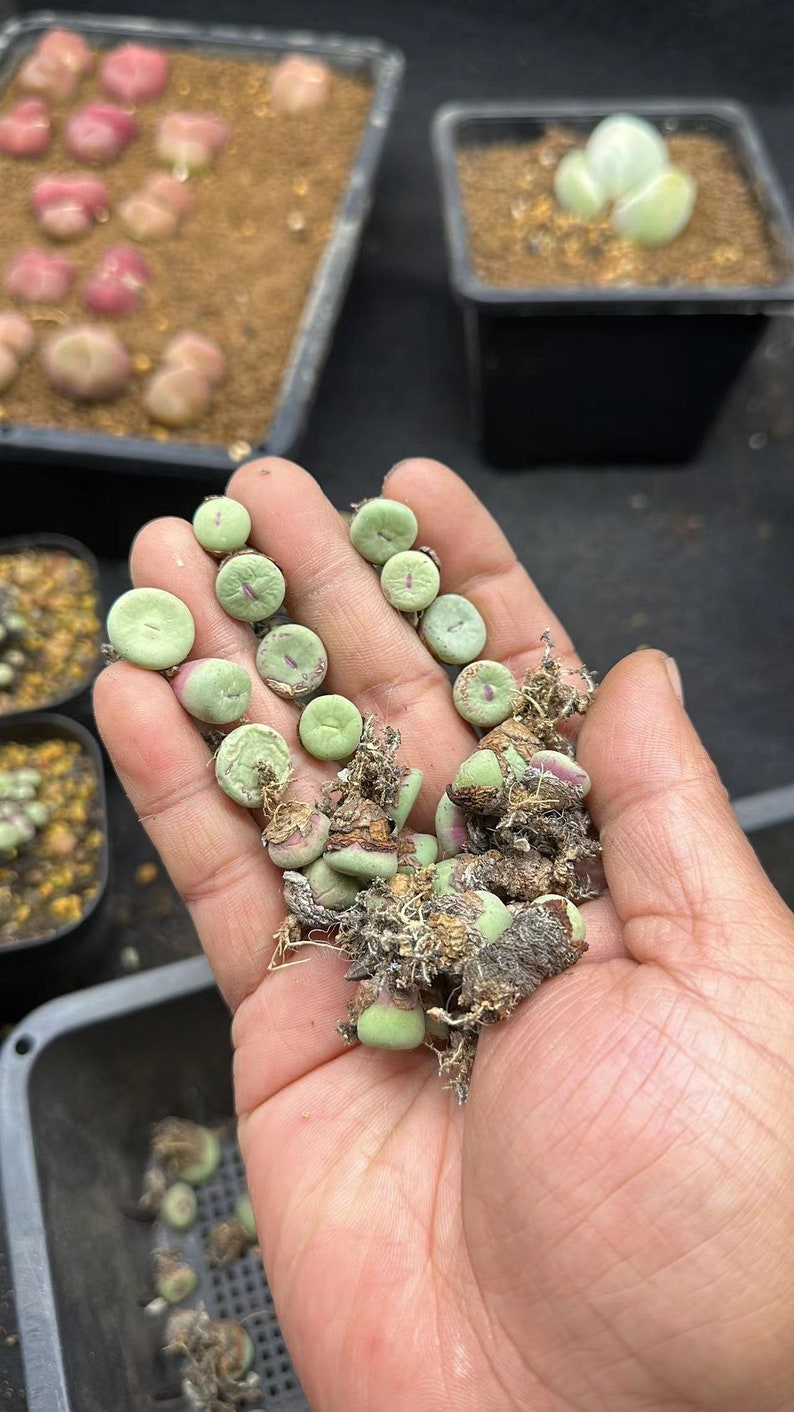 Conophytum Big Lips Two Heads image 2