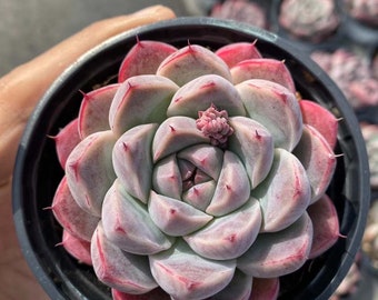 Echeveria albaciana