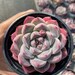 see more listings in the Echeveria section