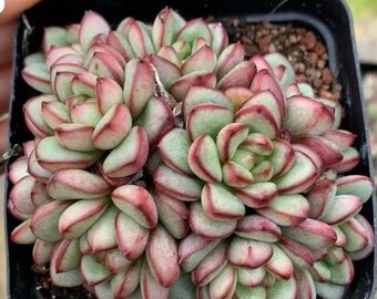 Amas d'Echeveria Adam