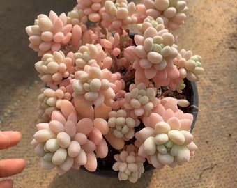 Graptopetalum Dafne