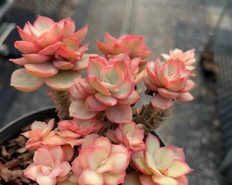 Echeveria 'Suyon' Variegata Racimos grandes